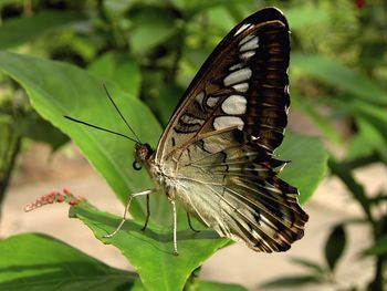 Butterfly perching on leaf