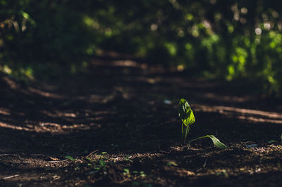 Leaves growing on field