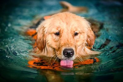 Portrait of dog in water