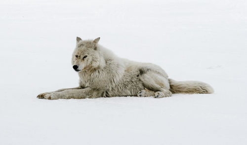Wolf resting on snow covered field