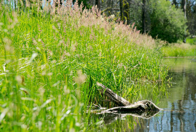 Scenic view of grass on field by lake