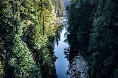 High angle view of waterfall amidst trees in forest