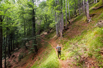 Rear view of man walking amidst trees in forest