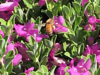 Close-up of honey bee on purple flowers