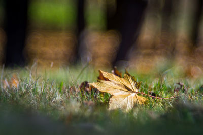 Close-up of dry maple leaves on land