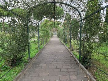 Empty footpath amidst trees in park