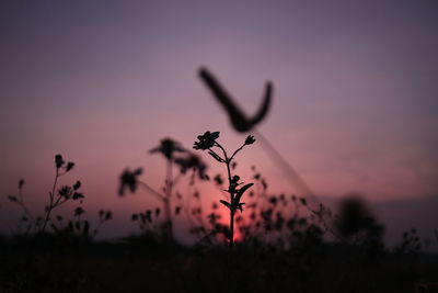 Close-up of silhouette plant on field against sky at sunset