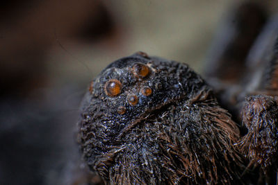 Close-up of lizard on rock