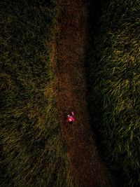 High angle view of girl standing on field amidst plants