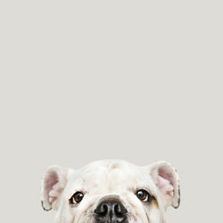 Close-up of a dog over white background