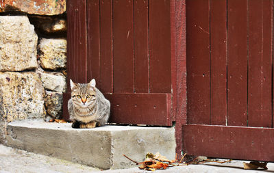 Close-up of cat on steps