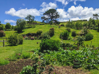 Scenic view of agricultural field against sky