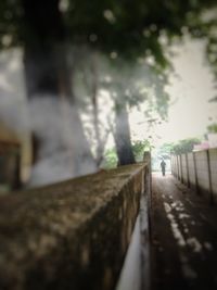 View of walkway amidst trees