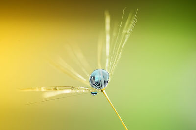 Close-up of water drop on plant 