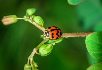 Close-up of ladybug on leaf