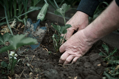 Planting strawberry seedlings with hands in the ground in the garden, spring, village