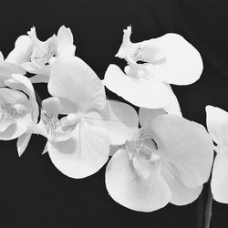 Close-up of flowers