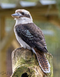 Close-up of eagle perching on wooden post