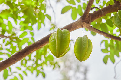 Low angle view of tree