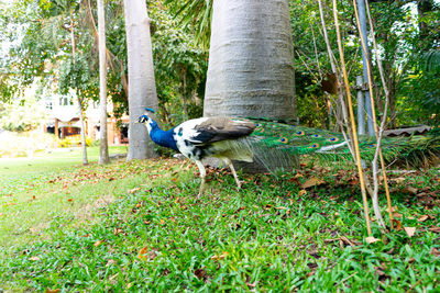 View of a bird on field