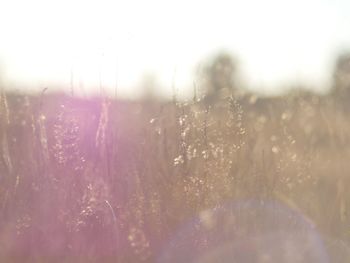 Plants on field during rainy season