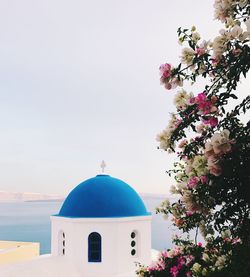 Low angle view of flowering plant by building against sky