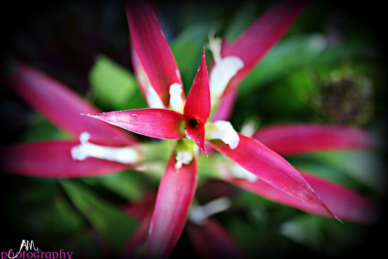 flower, petal, freshness, fragility, flower head, growth, close-up, beauty in nature, focus on foreground, red, pink color, nature, blooming, stamen, plant, in bloom, selective focus, pollen, park - man made space, blossom