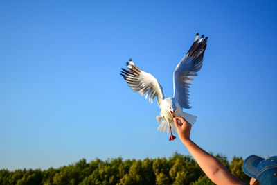 Low angle view of seagull flying against clear blue sky