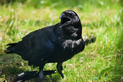Close-up of a duck