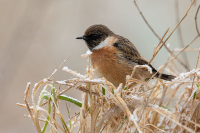 Close-up of bird perching outdoors