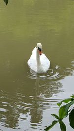 Swan floating on lake