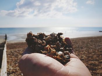 Cropped hand holding seashells at beach against sky