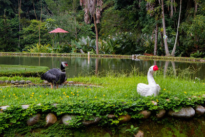 Swan swimming in a lake