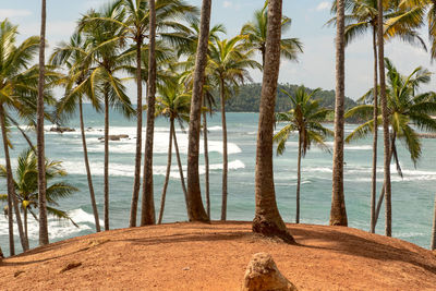 Palm trees on beach against sky