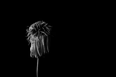 Close-up of flower over black background