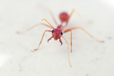 Close-up of insect