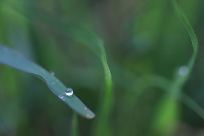 Close-up of raindrops on leaf