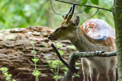 Close-up of deer