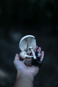 Cropped hand holding mushroom