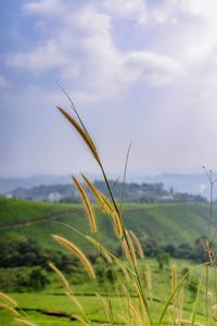 Close-up of plant growing on field against sky