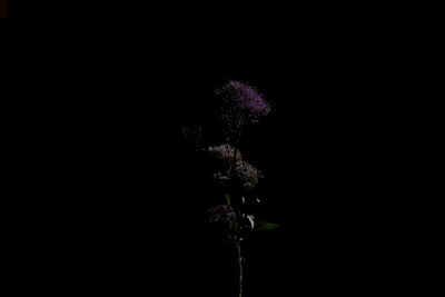 Close-up of flowers in dark