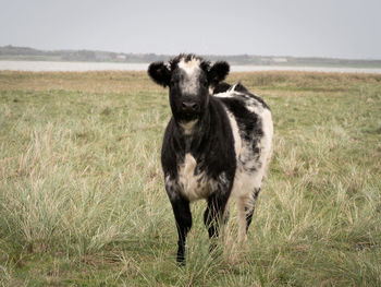 Portrait of dog standing on field