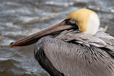 Close-up of pelican