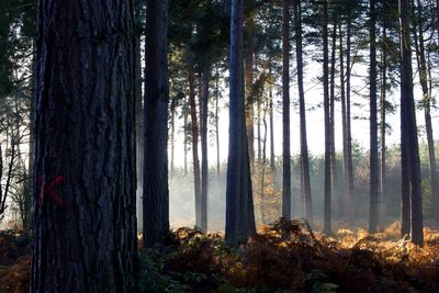 Trees in foggy forest