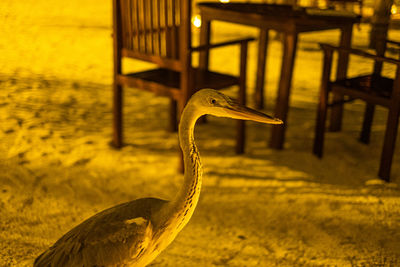 Side view of a bird on land