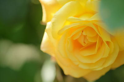 Close-up of yellow rose