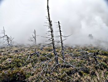 Plants growing on land