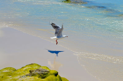 High angle view of seagull flying over shore at beach