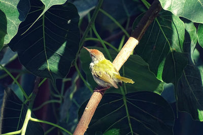Bird perching on a tree