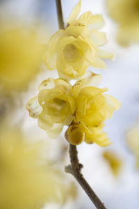 Close-up of yellow flowering plant